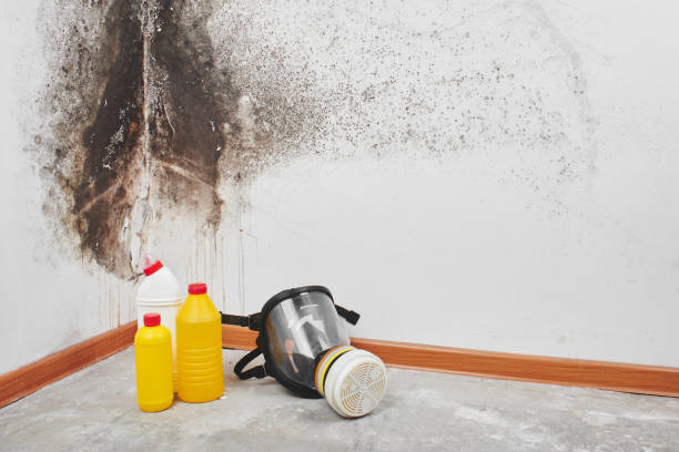 Best Certified Mold Removal  in Salina, OK