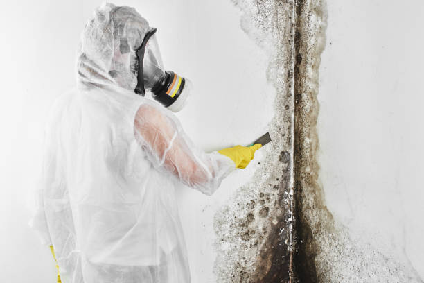 Best Residential Mold Removal  in Salina, OK