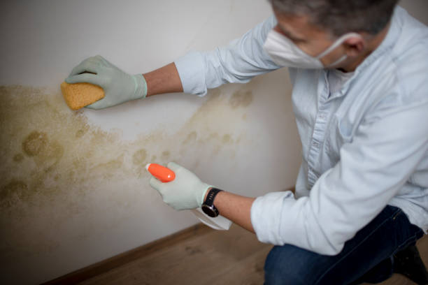 Home Mold Removal in Salina, OK