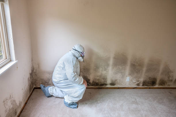 Best Fast Mold Removal  in Salina, OK