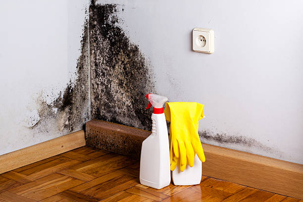 Best Home Mold Removal  in Salina, OK