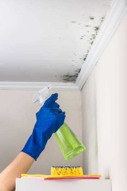 Best Residential Mold Removal  in Salina, OK